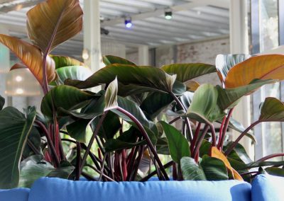 Interieurbeplanting - rond