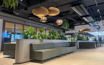 Welke kantoorplanten zijn geschikt bij weinig daglicht?