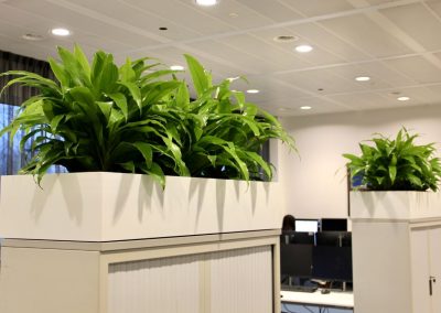 Interieurbeplanting_gemeente_planten_op_kasten