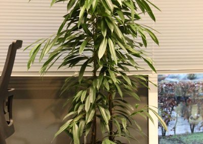 Interieurbeplanting_gemeente_plantenbak_groen