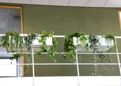 Interieurbeplanting - hangbeplanting