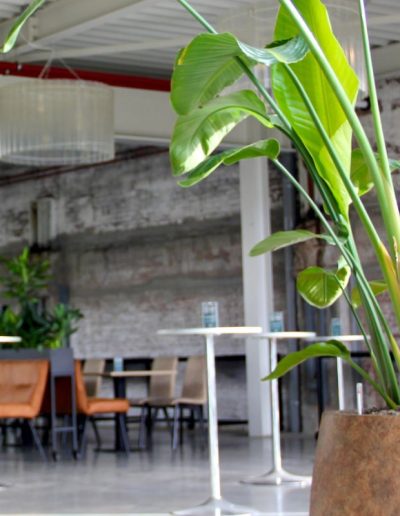 Interieurbeplanting kantooromgeving