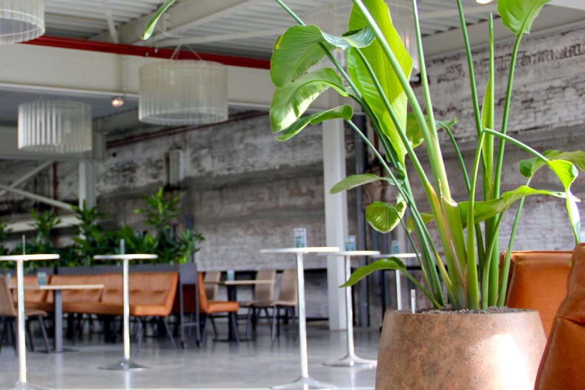 Interieurbeplanting kantooromgeving Interieurbeplanting kantooromgeving