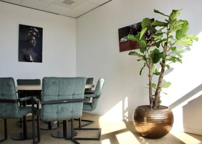Interieurbeplanting - stijlvolle plant