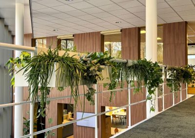 interieurbeplanting - hangbeplanting - groen