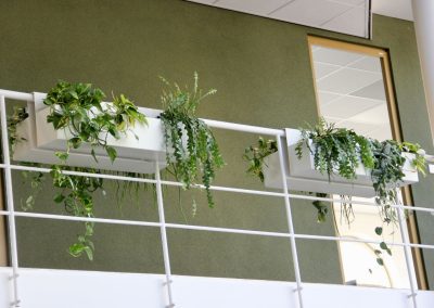 interieurbeplanting - hangbeplanting - hoogte