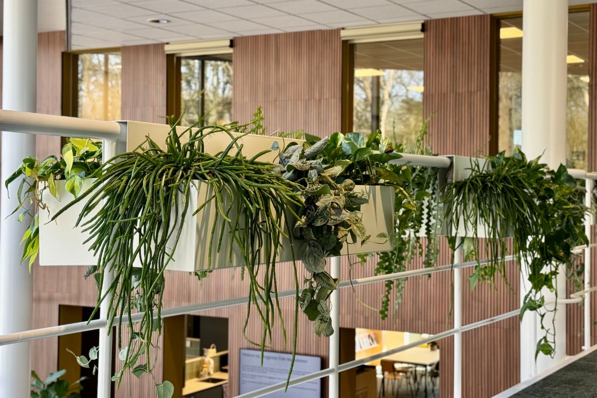 interieurbeplanting -mixhangbeplanting