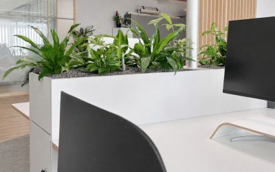 Kantoor vergroenen: 7 groene oplossingen voor meer sfeer en uitstraling