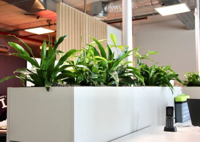 Interieurbeplanting_kantoorbeplanting_planten_bureau
