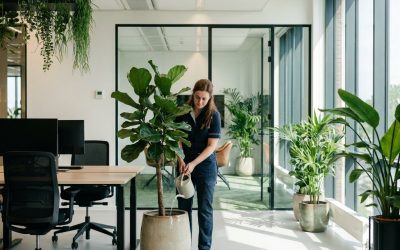 Onderhoudscontract voor kantoorplanten